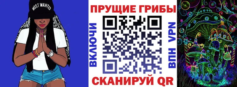 как найти   Калач-на-Дону  Псилоцибиновые грибы Psilocybe 
